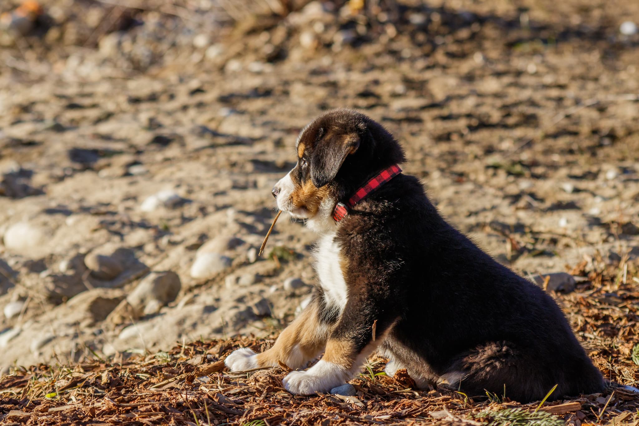 Photo bouvier bernois par Shelby Bauman depuis Unsplash