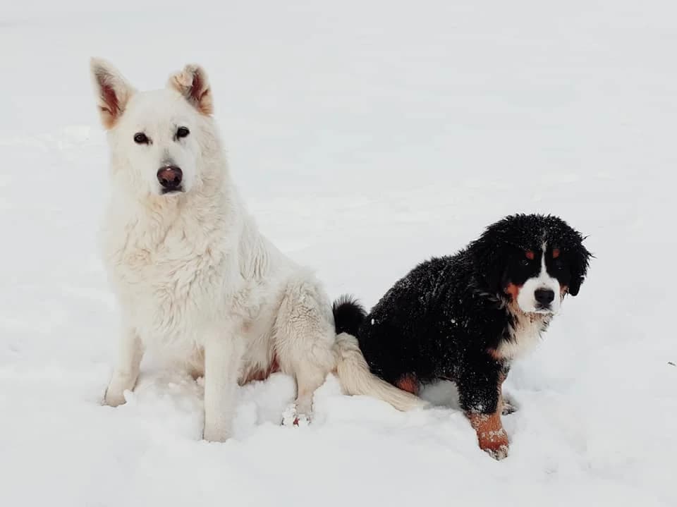 Photo de deux chiens