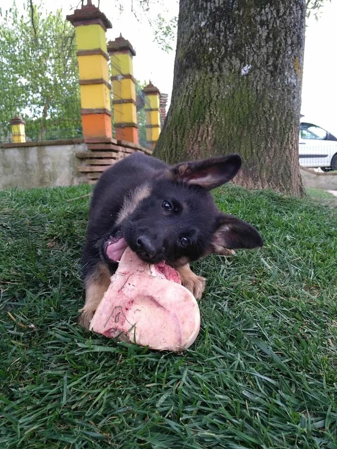 Photo d'un berger allemand qui mange un os