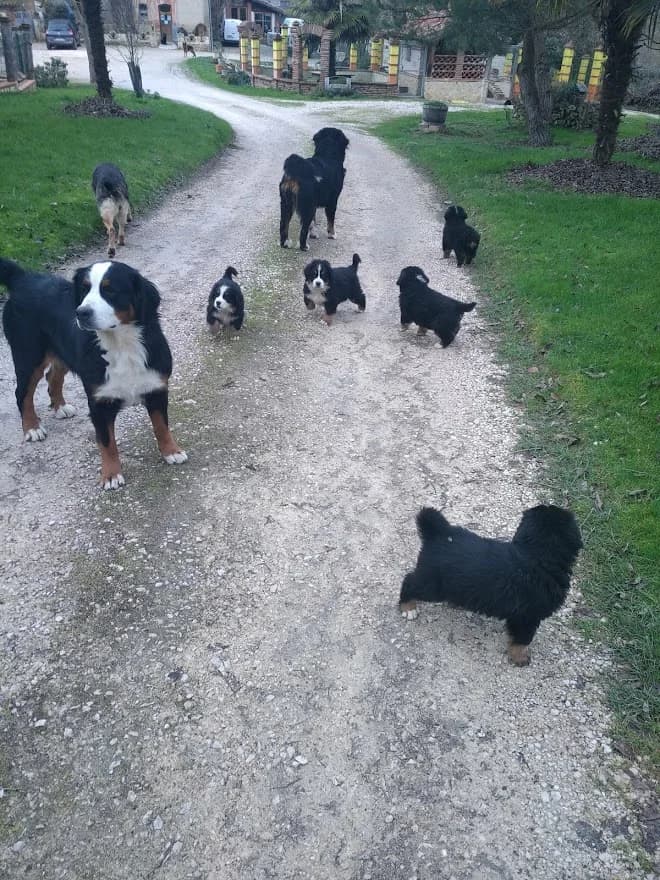 Photo de bouviers bernois adultes et chiots